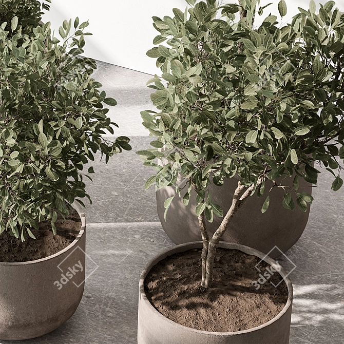  European Olive Indoor Plant 3D model image 4