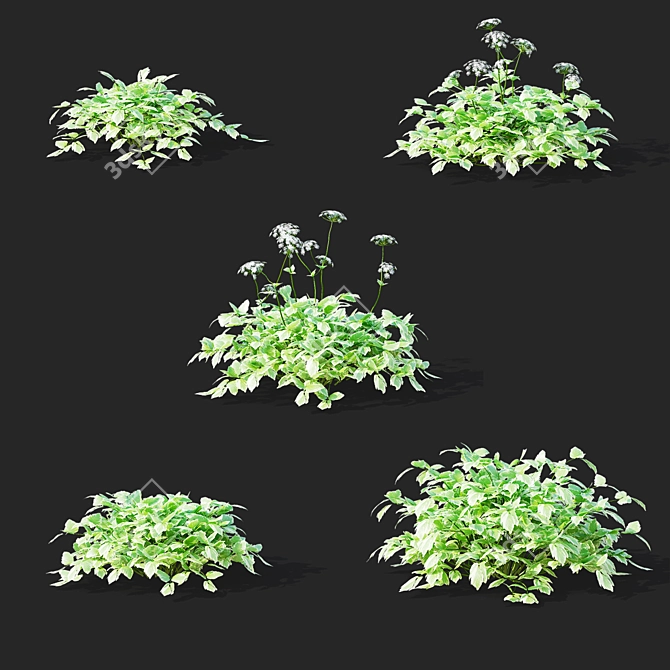 Aegopodium Podagraria Flower Collection 3D model image 3