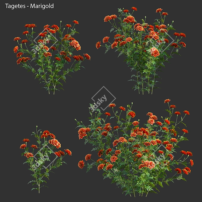 3D Marigold Plant Models - PBR Ready 3D model image 1