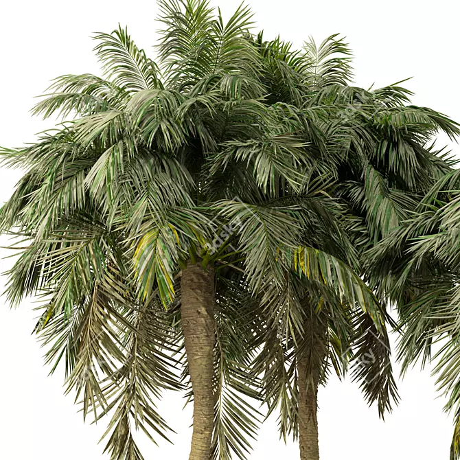 Exotic Palm Tree 3D Model 3D model image 2