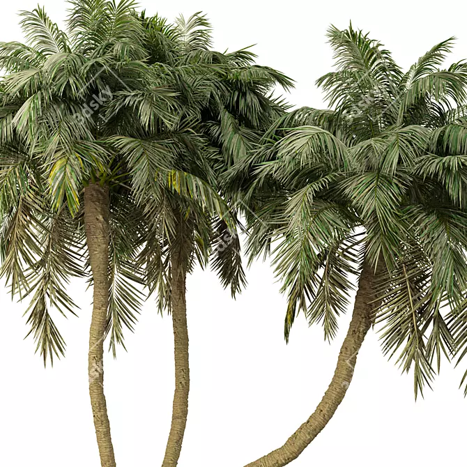 Exotic Palm Tree 3D Model 3D model image 3