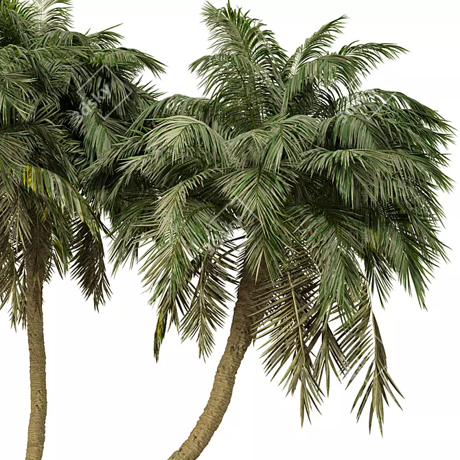 Exotic Palm Tree 3D Model 3D model image 4