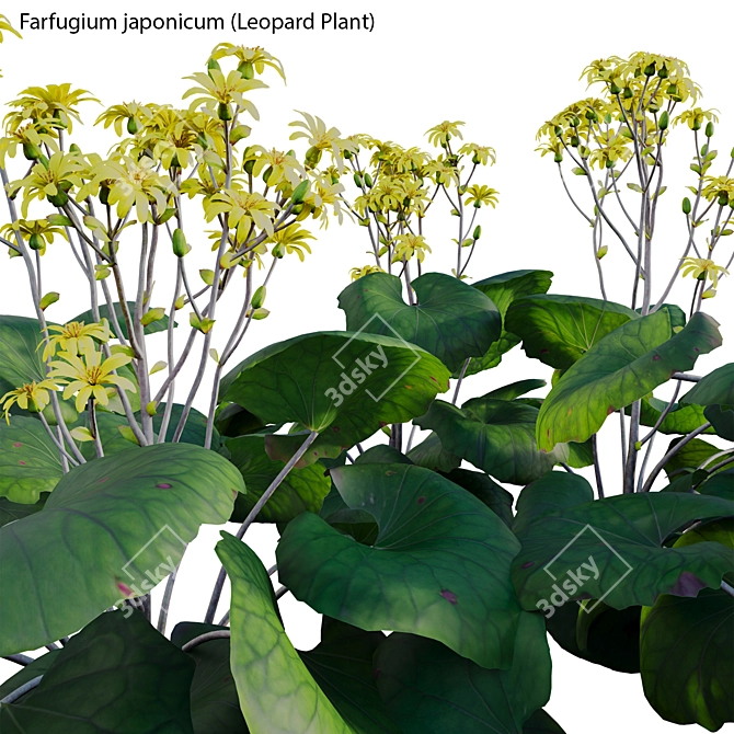 Variegated 3D Plant Models Pack 3D model image 4