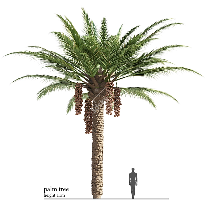 Exotic Palmtree 3D Model Fresh 3D model image 1