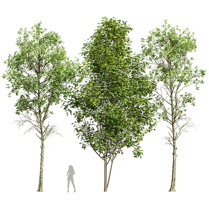 Forest Tree 3D Models Bundle 3D model image 1