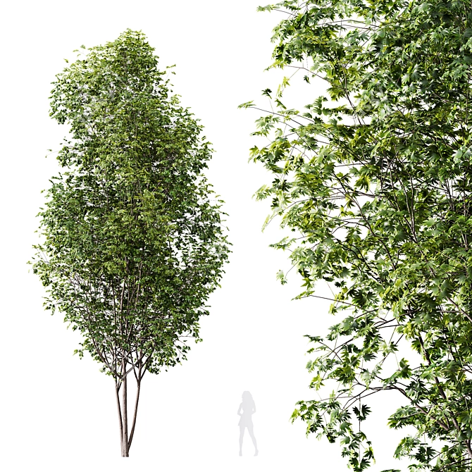 Forest Tree 3D Models Bundle 3D model image 3