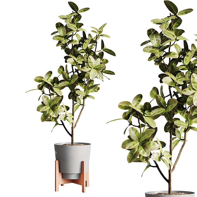 Modern Ficus Elastica Indoor Plant 3D model image 1