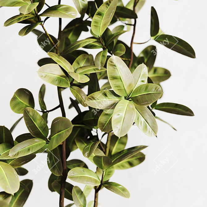 Modern Ficus Elastica Indoor Plant 3D model image 2