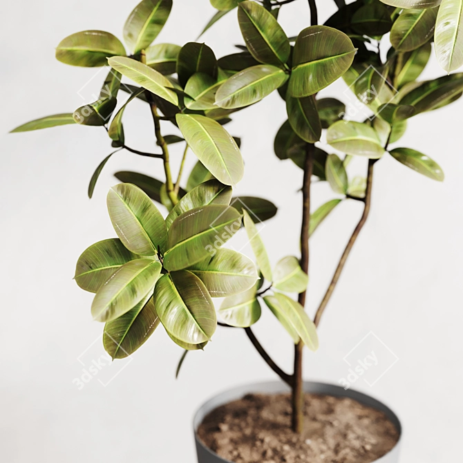 Modern Ficus Elastica Indoor Plant 3D model image 3