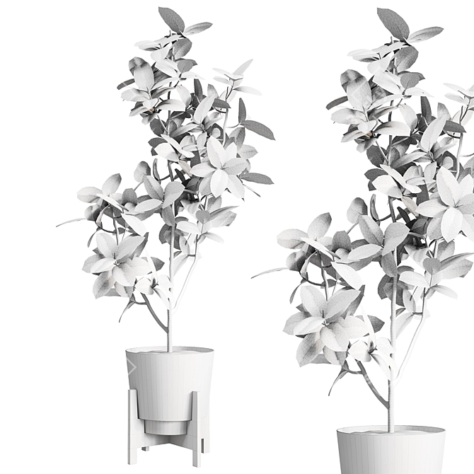 Modern Ficus Elastica Indoor Plant 3D model image 4