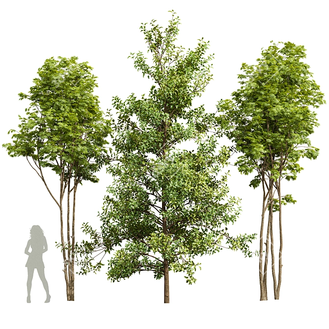 3D Acer Ash Maple Tree 3D model image 1