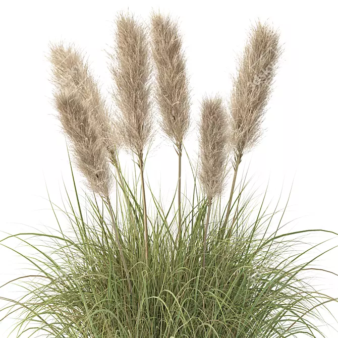 Wild Grass & Pampas Decor 3D model image 2