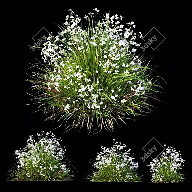 New Zealand Iris Grassy Perennial 3D model image 1