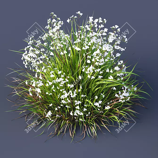 New Zealand Iris Grassy Perennial 3D model image 2