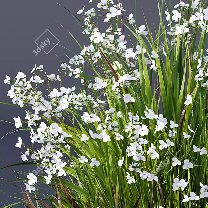 New Zealand Iris Grassy Perennial 3D model image 4