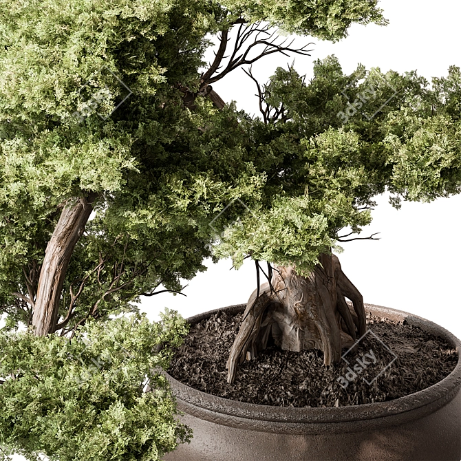Mini Bonsai Tree 584 3D model image 4