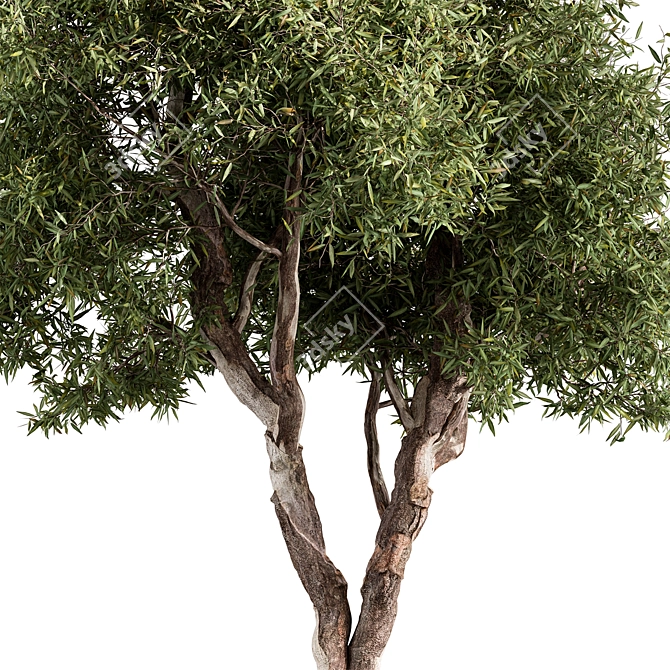 RedGum Tree Set - 216 3D model image 2