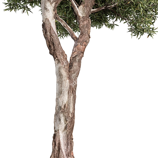 RedGum Tree Set - 216 3D model image 3