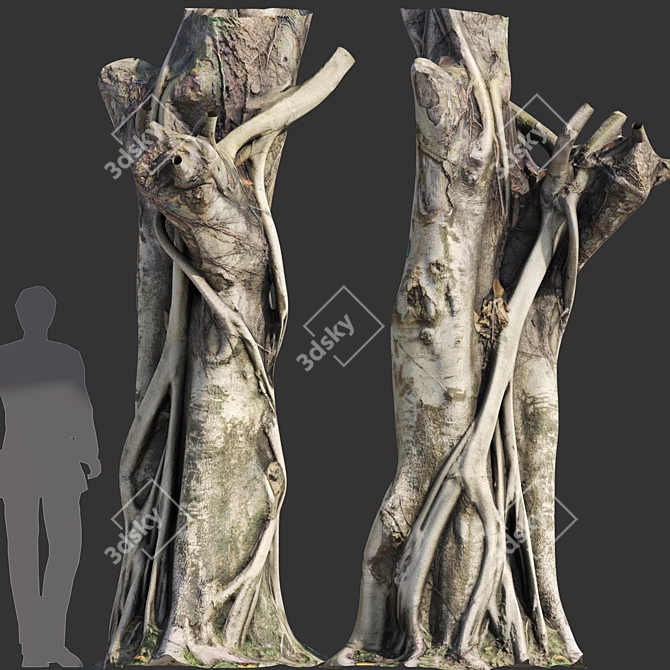 3D Ficus Tree Model Kit 3D model image 1