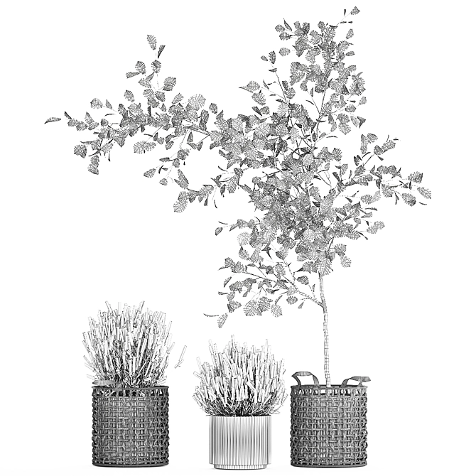 Modern Potted Plant Collection 3D model image 7