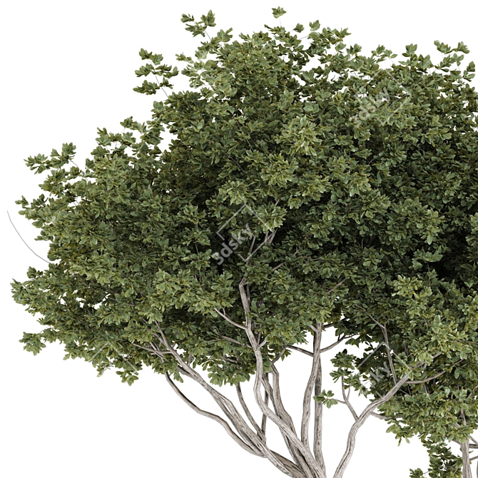 Max 2015 + Material Library + OBJ 3D model image 7
