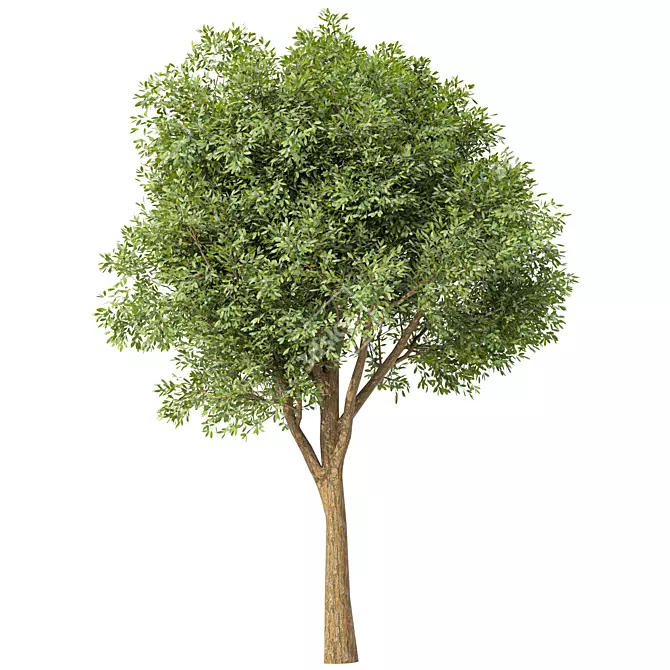 Acacia Blackwood Tree No.42 3D model image 1