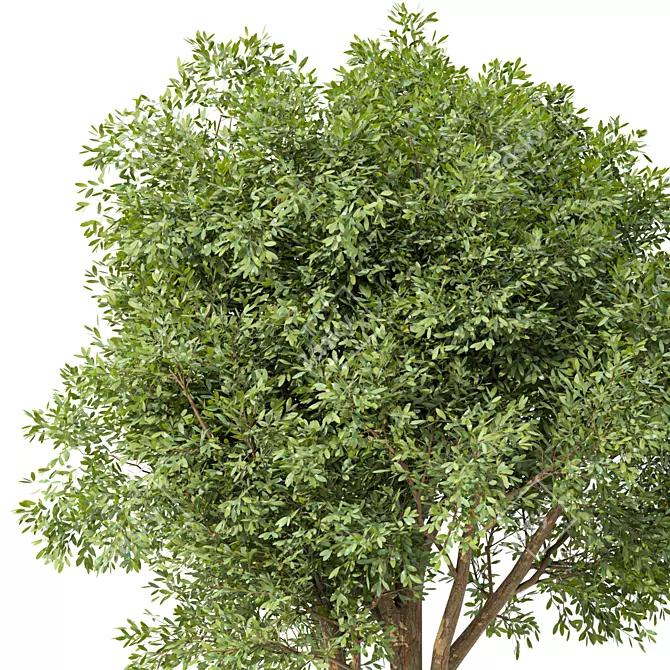 Acacia Blackwood Tree No.42 3D model image 2