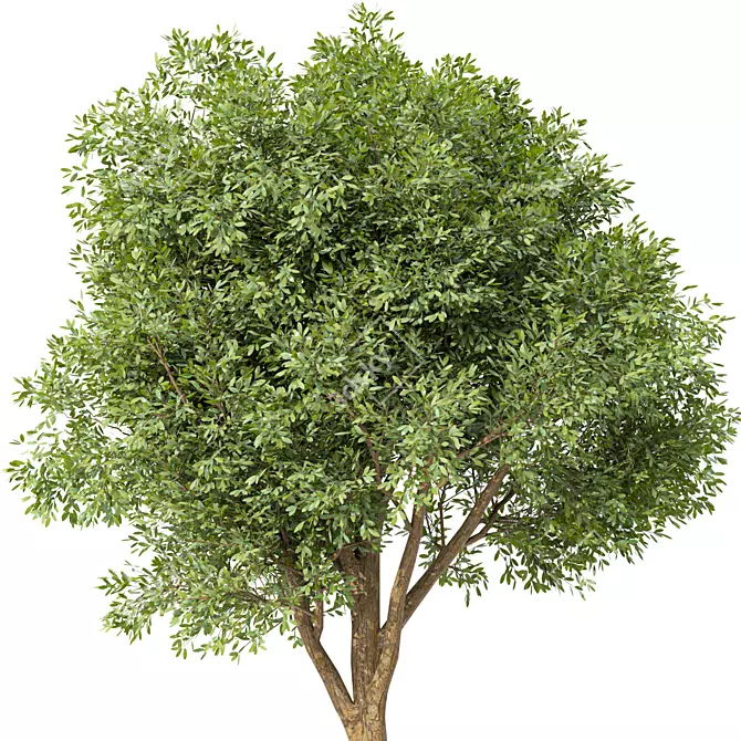 Acacia Blackwood Tree No.42 3D model image 3