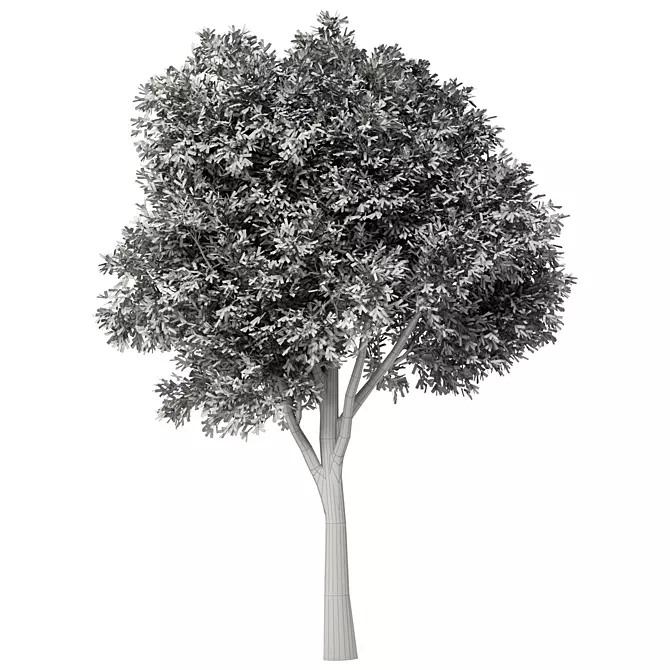 Acacia Blackwood Tree No.42 3D model image 4