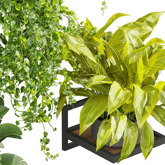 Premium Hanging Plant Collection Vol. 516 3D model image 3