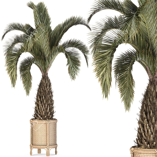  Palm Tree Set 17 Miniature 3D model image 1