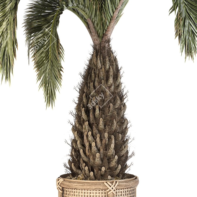  Palm Tree Set 17 Miniature 3D model image 3