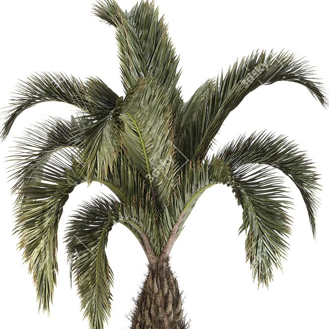  Palm Tree Set 17 Miniature 3D model image 4