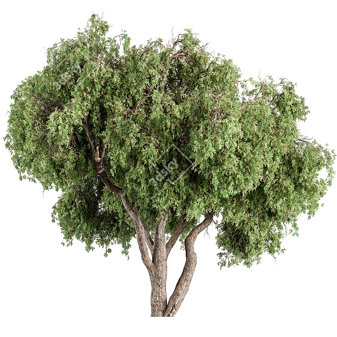 Peppertree Tree Set: Elegant Home Decor 3D model image 1
