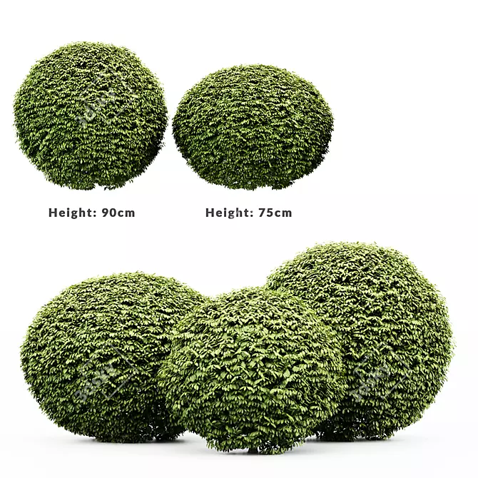 Premium 3D Dwarf Yaupon Holly 3D model image 3