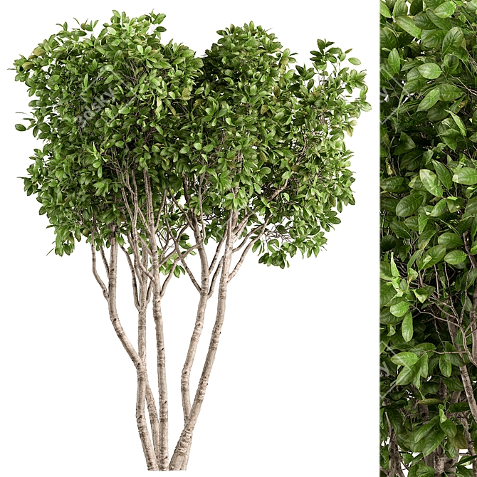 Ficus Benjamina Tree Set 3D model image 1