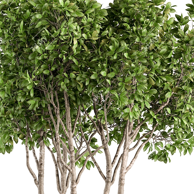 Ficus Benjamina Tree Set 3D model image 2