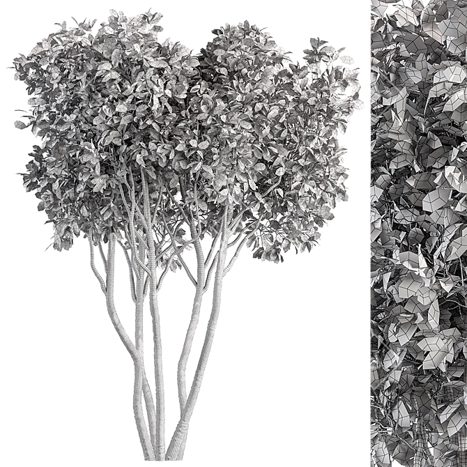 Ficus Benjamina Tree Set 3D model image 3