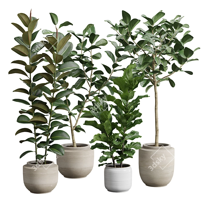 Exotic Ficus Variety Pack 3D model image 1