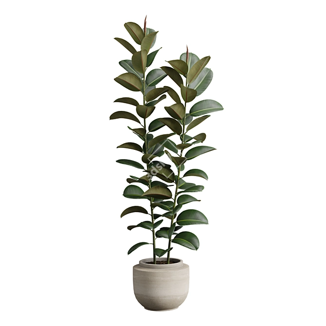 Exotic Ficus Variety Pack 3D model image 5