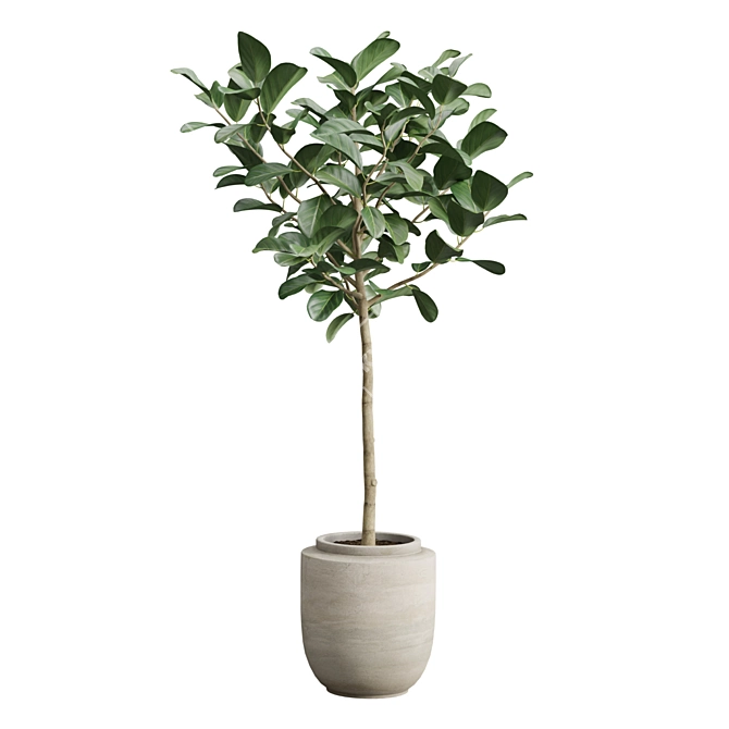 Exotic Ficus Variety Pack 3D model image 6