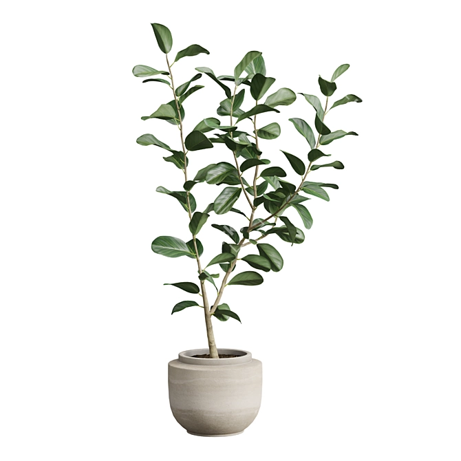 Exotic Ficus Variety Pack 3D model image 7