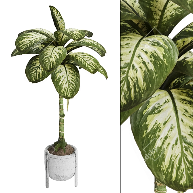 Tropic Dumb Cane 3D Model 3D model image 2
