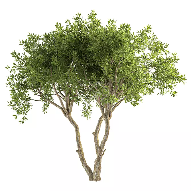 Contemporary Olive Tree Decor Piece 3D model image 1