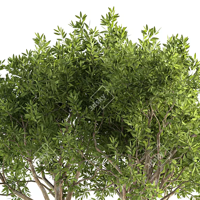 Contemporary Olive Tree Decor Piece 3D model image 2