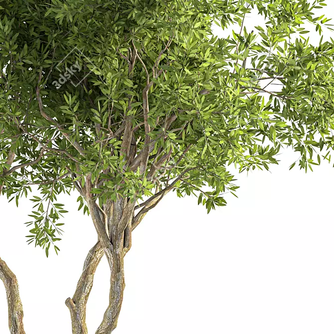 Contemporary Olive Tree Decor Piece 3D model image 3