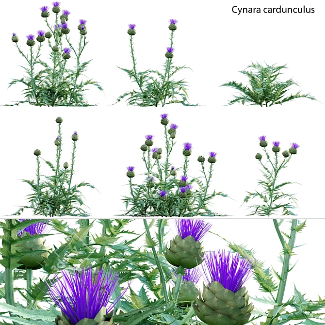 Versatile 3D Plant Library 3D model image 1