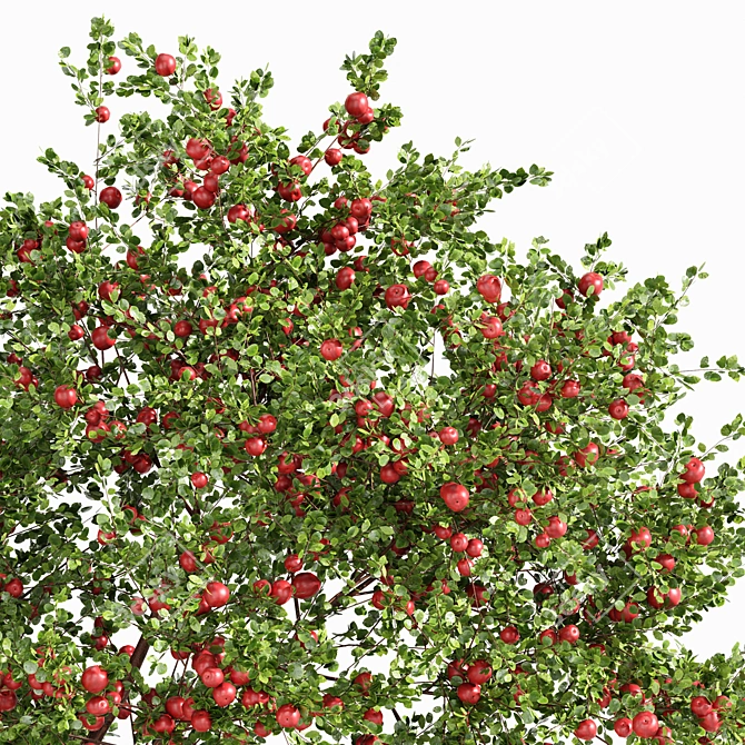 Fruit Tree 3D Models Collection 3D model image 5