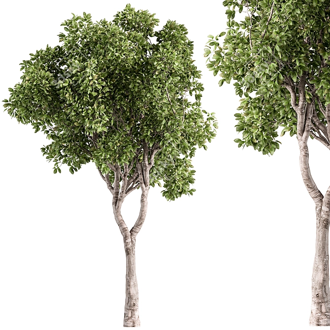  Ficus Benjamina Plant Set 3D model image 1