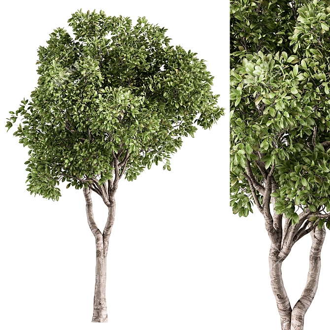  Ficus Benjamina Plant Set 3D model image 2